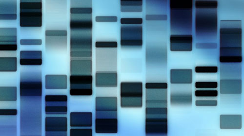 Profilo DNA Legale (1 soggetto)